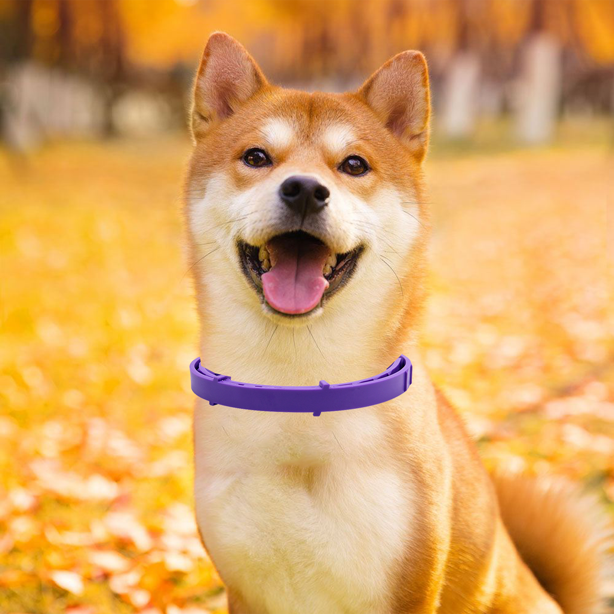 38/62CM Dog Collar Flea Tick Prevention Pet Cat Dog Collar 8 Month Flea and Tick Collar for Small Dog Adjustable Cat Dog Collar
