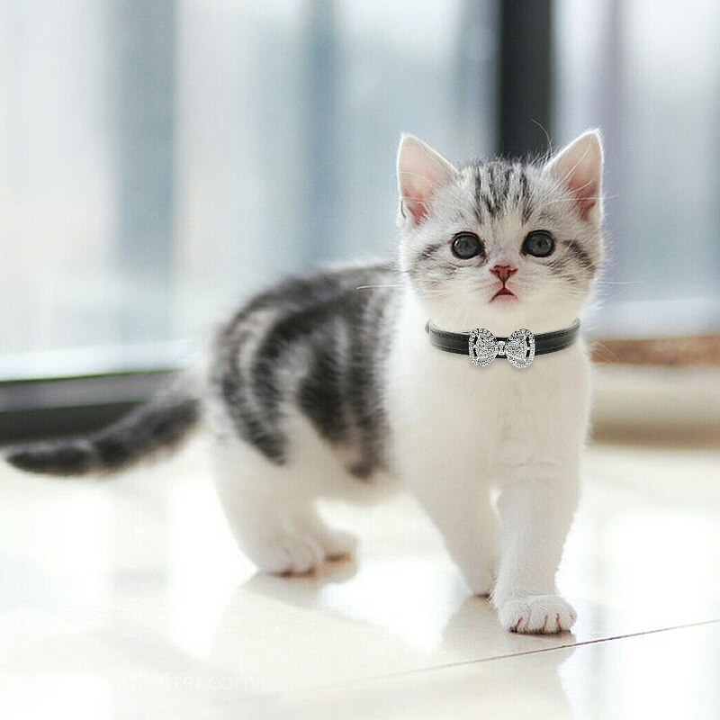 Cute Bling Bow Tie Cat Collar Soft Leather Rhinestone Cat Collar Glitter Diamond Buckle Lovely Cat Collar For Kitty Neck Strap