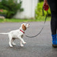 3M einziehbare Hundeleine für kleine Hunde, automatisch, 3 m, Hunde-/Katzenleine, Gürtel, ausziehbare Hundeleine für kleine Hunde, Welpen, Chihuahua, Haustierprodukt