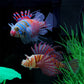 Artificial Luminous Lionfish Fish Tank Landscape Silicone Fake Fish Glow In Dark Aquarium Decoration