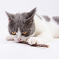 Catnip naturale pura calda Giocattolo per gatti Tuta di sicurezza Dentifricio per molari Ramo Pulizia dei denti Snack per gatti Silvervine Bastoncini Forniture per animali domestici