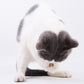 Catnip naturale pura calda Giocattolo per gatti Tuta di sicurezza Dentifricio per molari Ramo Pulizia dei denti Snack per gatti Silvervine Bastoncini Forniture per animali domestici
